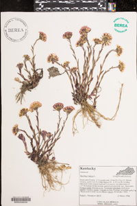 Tussilago farfara image