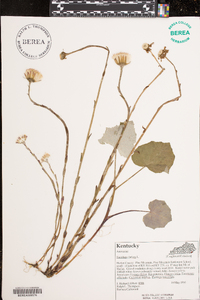 Tussilago farfara image