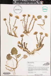 Tussilago farfara image