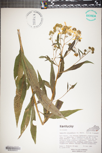 Verbesina alternifolia image