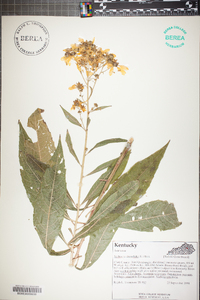 Verbesina alternifolia image