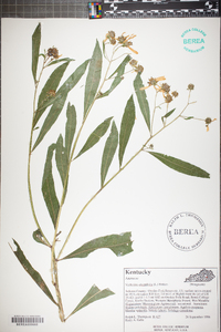 Verbesina alternifolia image