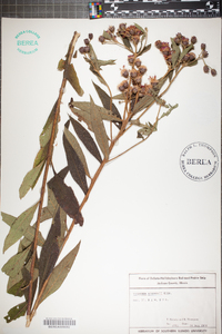 Vernonia baldwinii image