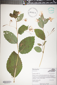 Impatiens pallida image