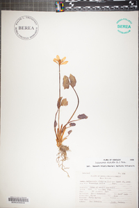 Jeffersonia diphylla image