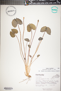 Jeffersonia diphylla image