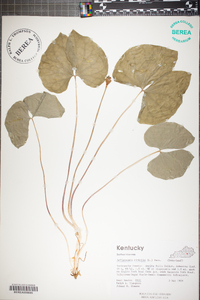 Jeffersonia diphylla image