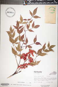 Nandina domestica image