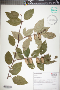 Betula alleghaniensis image