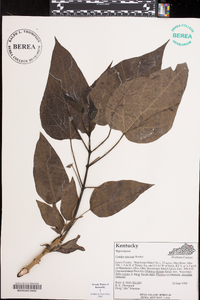 Catalpa speciosa image