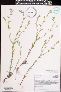 Buglossoides arvensis image