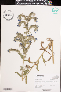 Echium vulgare image