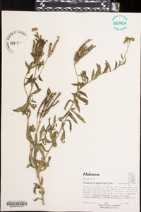 Heliotropium amplexicaule image