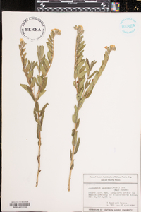 Lithospermum canescens image