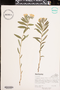 Lithospermum canescens image