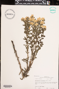 Lithospermum canescens image