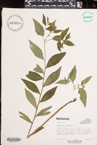 Lithospermum latifolium image