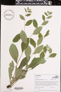 Lithospermum tuberosum image