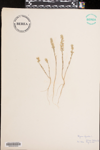 Alyssum alyssoides image