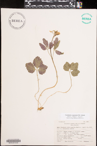 Cardamine angulata image