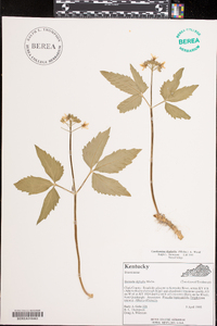 Cardamine diphylla image