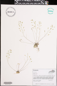 Draba verna image