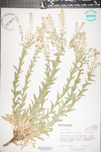 Lepidium campestre image