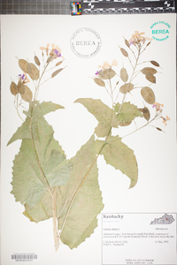 Lunaria annua image