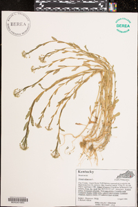 Thlaspi alliaceum image