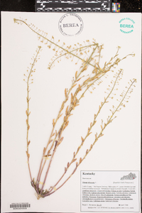 Thlaspi alliaceum image