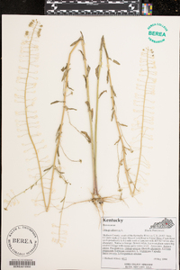 Thlaspi alliaceum image