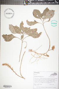 Pachysandra procumbens image