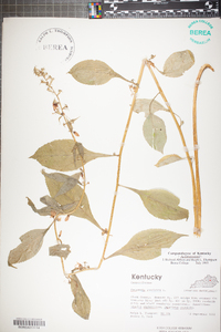 Campanulastrum americanum image