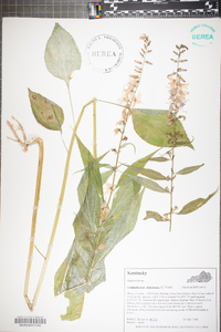 Campanulastrum americanum image