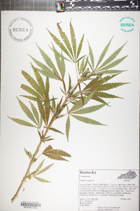 Cannabis sativa image