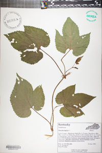 Humulus lupulus image