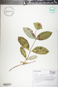 Lonicera dioica image