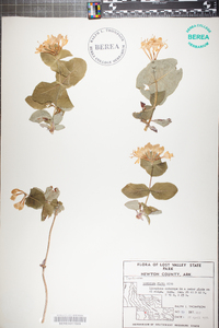 Lonicera flava image