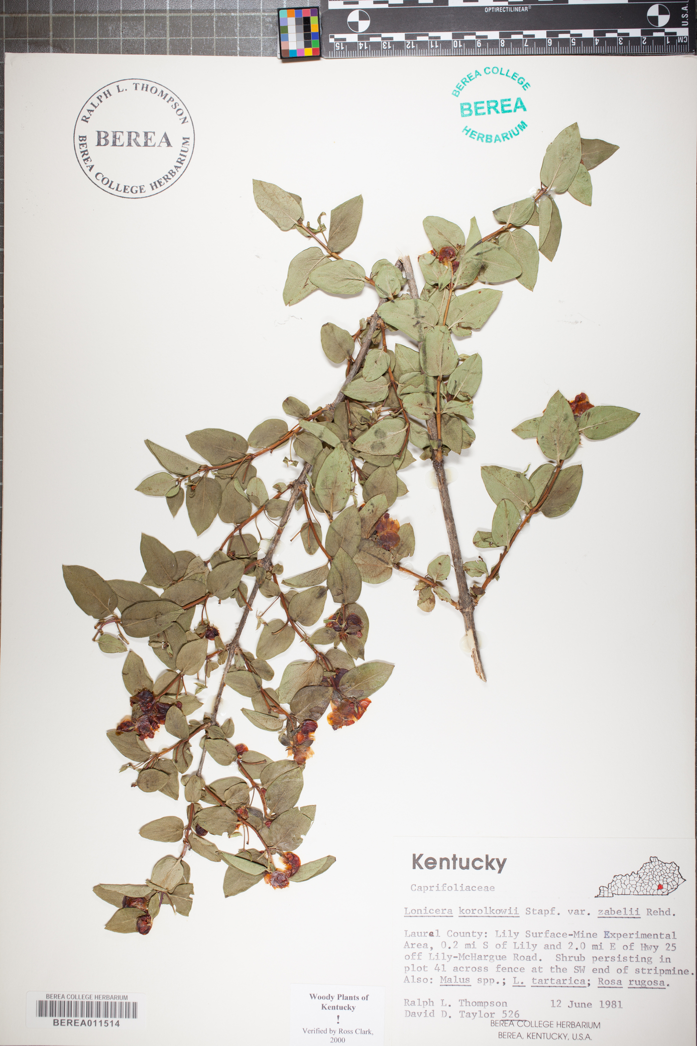 Lonicera korolkowii image