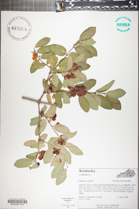 Lonicera tatarica image