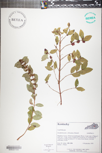 Symphoricarpos orbiculatus image