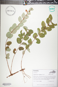 Symphoricarpos orbiculatus image