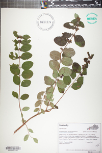 Symphoricarpos orbiculatus image