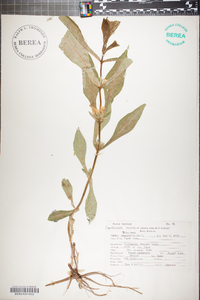 Triosteum angustifolium image