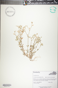 Cerastium brachypetalum image