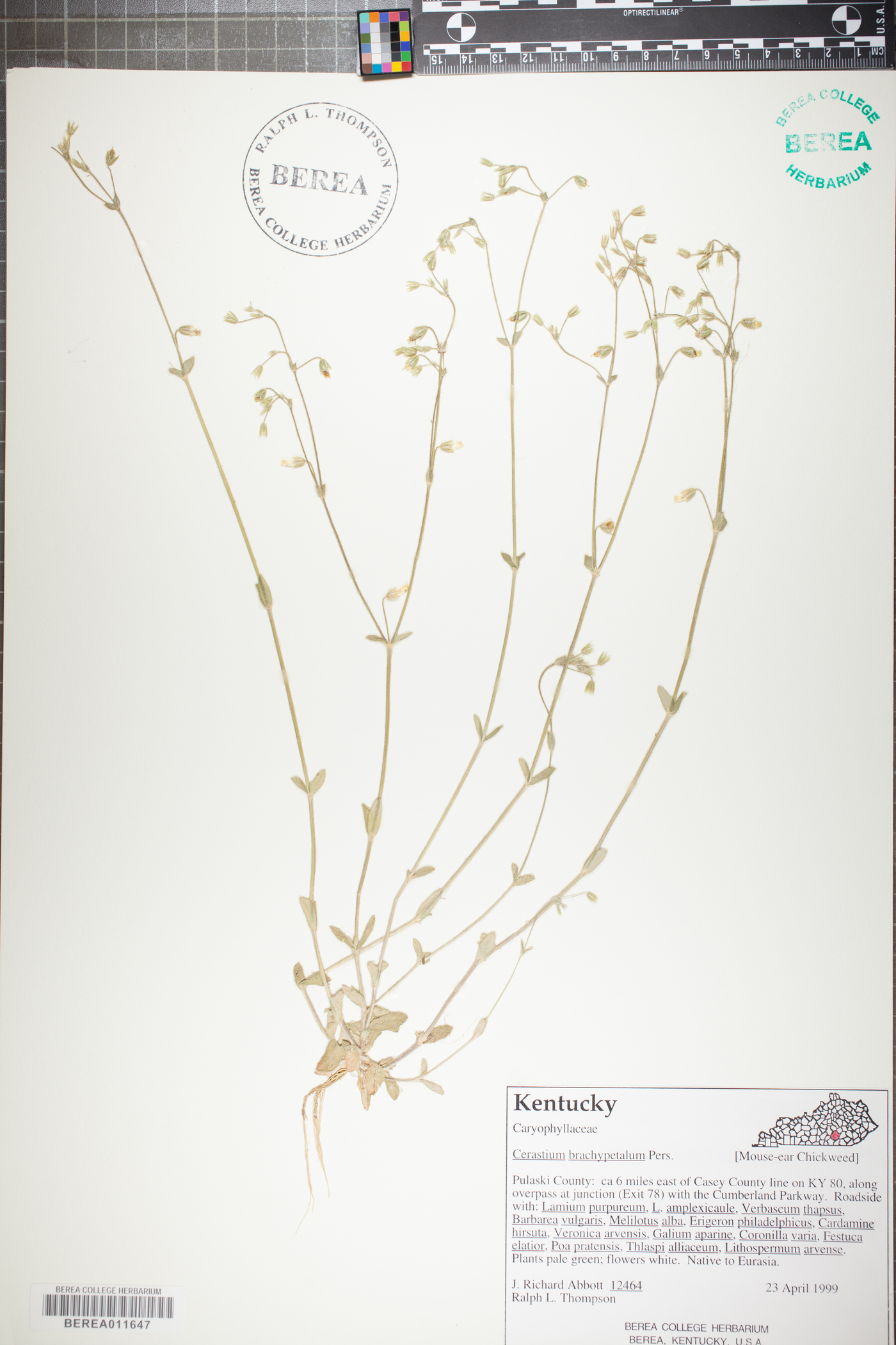 Cerastium brachypetalum image