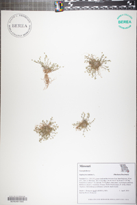 Sagina procumbens image