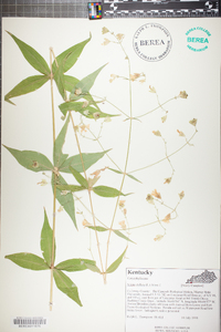 Silene stellata image