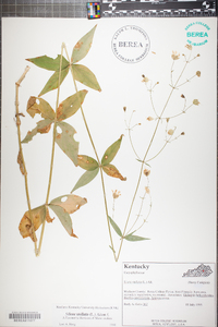 Silene stellata image