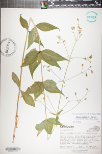 Silene stellata image